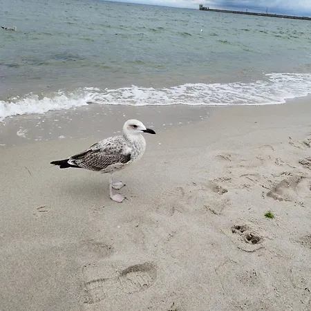 Szyper Władysławowo