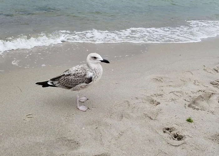 Szyper Władysławowo